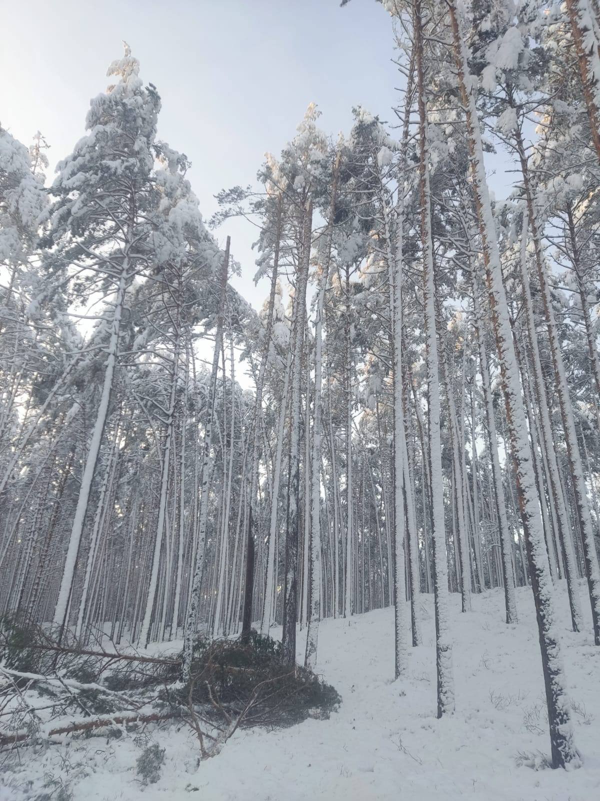Śnieg zniszczył drzewa w lasach. Najwięcej szkód wyrządził w nadleśnictwach Lesko i Bircza 4 - Polskie Radio Rzeszów Śnieg zniszczył drzewa w lasach. Najwięcej szkód wyrządził w nadleśnictwach Lesko i Bircza - Polskie Radio Rzeszów