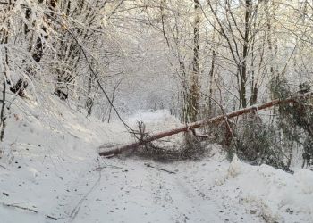 Śnieg zniszczył drzewa w lasach. Najwięcej szkód wyrządził w nadleśnictwach Lesko i Bircza
