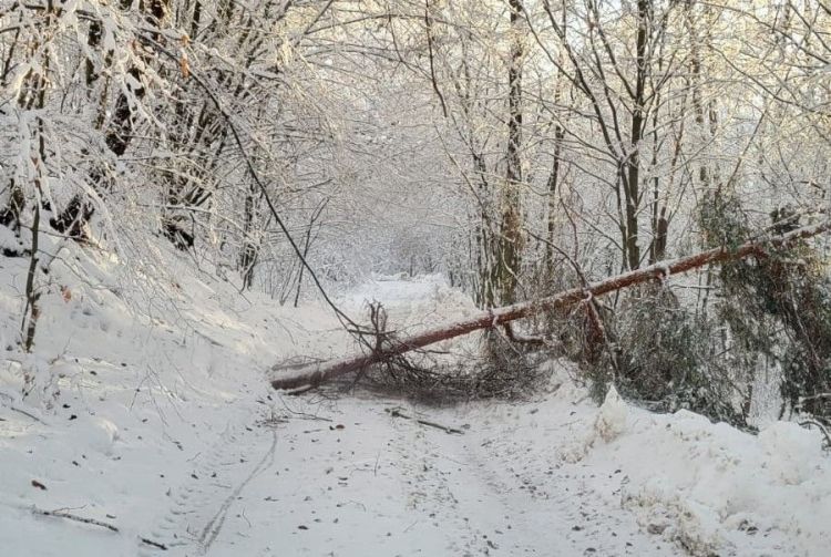 Śnieg zniszczył drzewa w lasach. Najwięcej szkód wyrządził w nadleśnictwach Lesko i Bircza 1 - Polskie Radio Rzeszów Śnieg zniszczył drzewa w lasach. Najwięcej szkód wyrządził w nadleśnictwach Lesko i Bircza