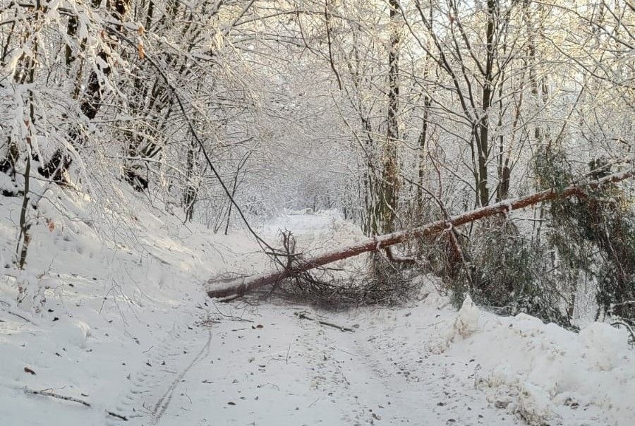 Śnieg zniszczył drzewa w lasach. Najwięcej szkód wyrządził w nadleśnictwach Lesko i Bircza