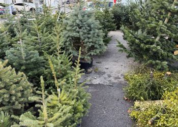 Jodły najpopularniejsze na&nbsp;święta. Ile kosztują choinki w&nbsp;Rzeszowie i&nbsp;regionie?