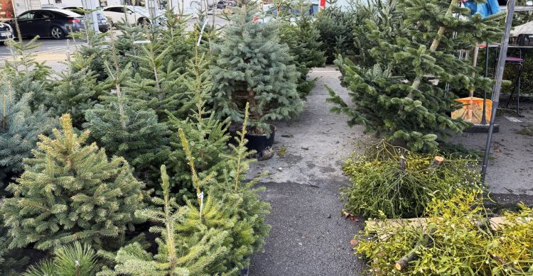Jodły najpopularniejsze na&nbsp;święta. Ile kosztują choinki w&nbsp;Rzeszowie i&nbsp;regionie?
