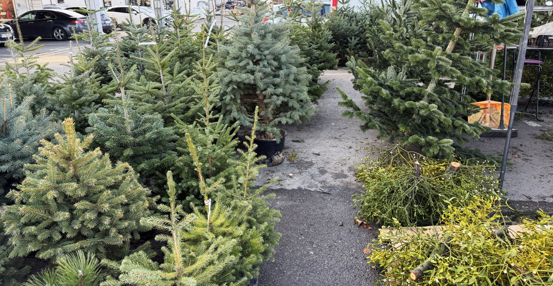 Jodły najpopularniejsze na święta. Ile kosztują choinki w Rzeszowie i regionie? 7 - Polskie Radio Rzeszów Jodły najpopularniejsze na święta. Ile kosztują choinki w Rzeszowie i regionie?