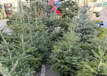 „Choinka dla życia” na&nbsp;Podkarpaciu. Dawcy krwi otrzymają żywe drzewka przed&nbsp;świętami