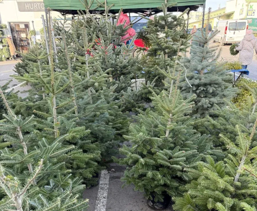 „Choinka dla życia” na Podkarpaciu. Dawcy krwi otrzymają żywe drzewka przed świętami 8 - Polskie Radio Rzeszów „Choinka dla życia” na Podkarpaciu. Dawcy krwi otrzymają żywe drzewka przed świętami