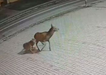 [WIDEO 18+] Atak wilka w Ustrzykach. Drapieżnik zagryzł łanię na terenie miasta