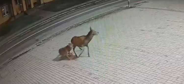 [WIDEO 18+] Atak wilka w Ustrzykach. Drapieżnik zagryzł łanię na terenie miasta