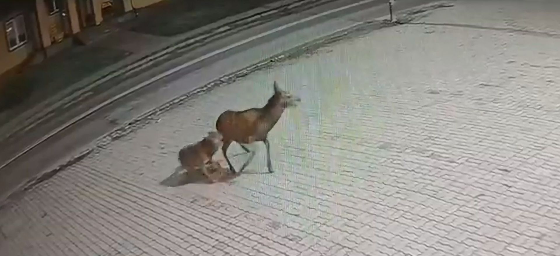 [WIDEO 18+] Atak wilka w Ustrzykach. Drapieżnik zagryzł łanię na terenie miasta