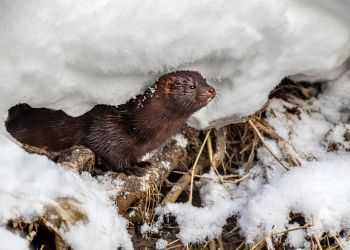 Historyczny dzień dla milionów istot – Karol Nawrocki podpisał ustawę zakazującą hodowli zwierząt na futra. A co z psami?