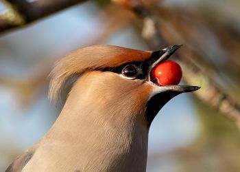 Ptaki z krainy św. Mikołaja