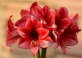 Amarylis i hipeastrum – podobne, a jednak różne 2 - Polskie Radio Rzeszów Amarylis i hipeastrum – podobne, a jednak różne