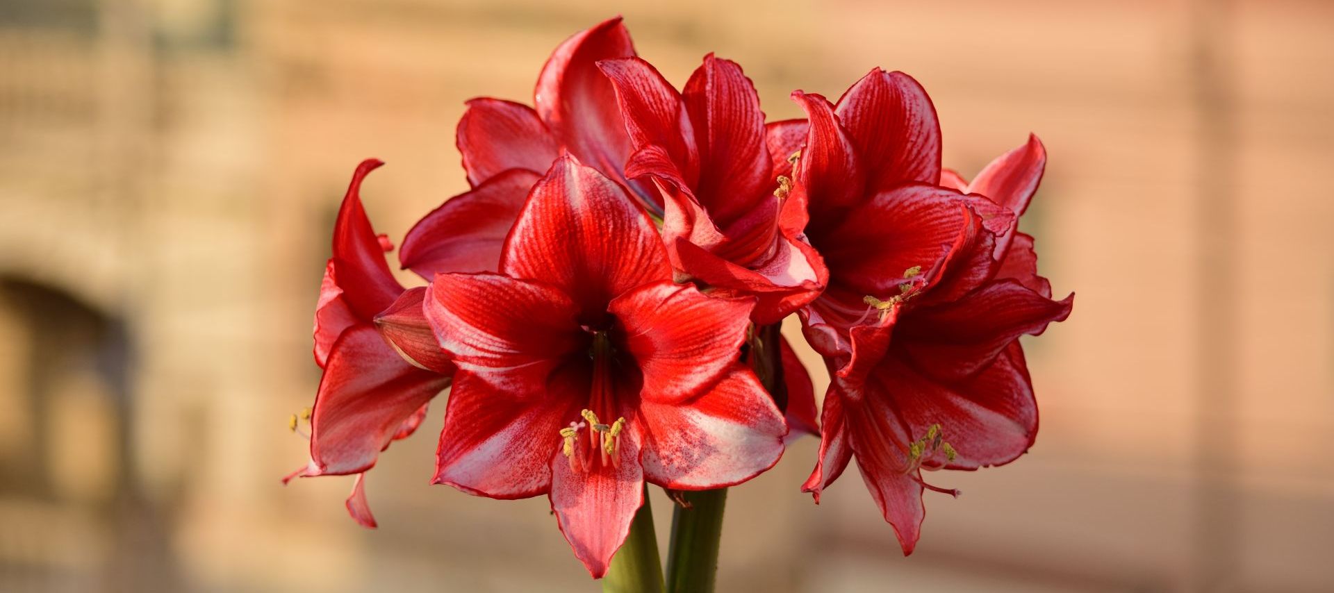 Amarylis i&nbsp;hipeastrum – podobne, a&nbsp;jednak różne