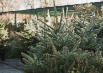 Prawie 6 tysięcy choinek na sprzedaż w nadleśnictwach Podkarpacia