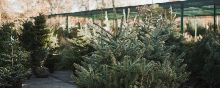 Prawie 6 tysięcy choinek na sprzedaż w nadleśnictwach Podkarpacia