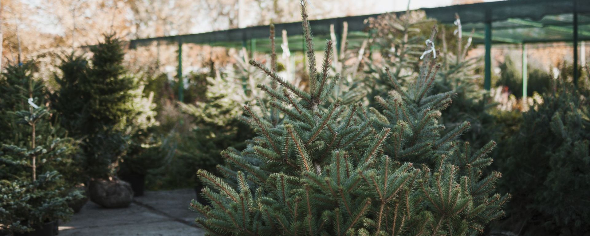 Prawie 6 tysięcy choinek na sprzedaż w nadleśnictwach Podkarpacia 8 - Polskie Radio Rzeszów Prawie 6 tysięcy choinek na sprzedaż w nadleśnictwach Podkarpacia