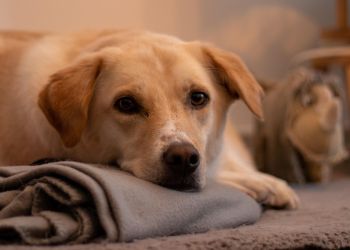 Fajerwerki w&nbsp;sylwestra groźne dla zwierząt. Eksperci apelują o&nbsp;niestrzelanie