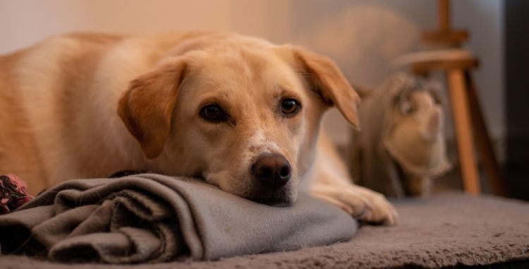 Fajerwerki w&nbsp;sylwestra groźne dla zwierząt. Eksperci apelują o&nbsp;niestrzelanie