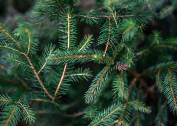Niesprzedane choinki trafiły do&nbsp;praskiego zoo