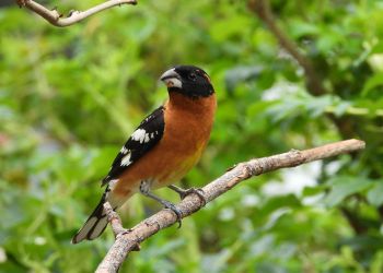 Grubodziób – ptak spokoju i&nbsp;siły