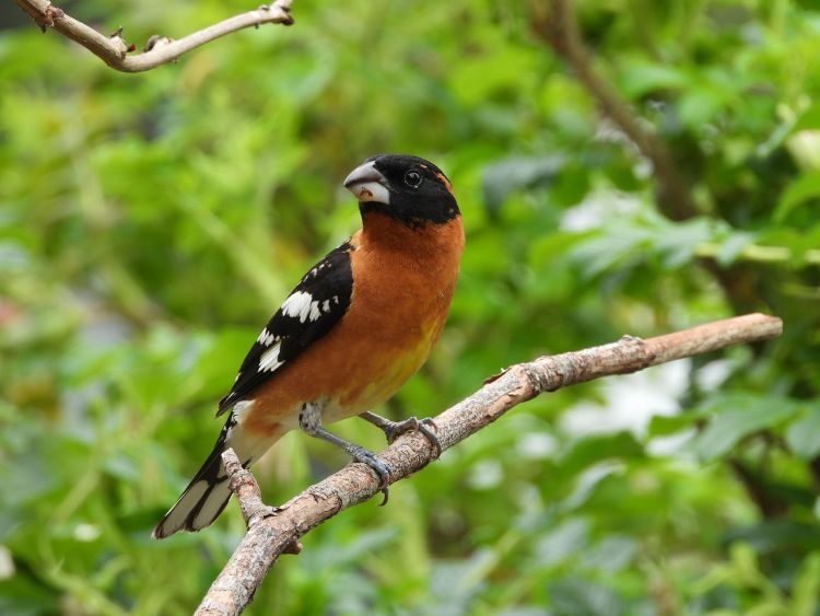 Grubodziób – ptak spokoju i siły 1 - Polskie Radio Rzeszów Grubodziób – ptak spokoju i siły