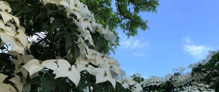 Kulumnowy deren dobry na szpalery 1 - Polskie Radio Rzeszów Kulumnowy deren dobry na szpalery