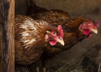 Rzekomy pomór drobiu w&nbsp;powiecie mieleckim