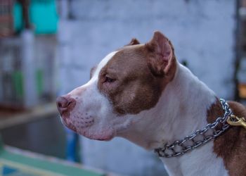 SONDA: Co&nbsp;na&nbsp;temat trzymania psów na&nbsp;łańcuchach sądzą Rzeszowianie?