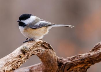 Jak pomóc ptakom przetrwać zimę?