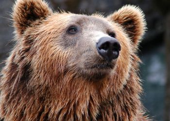 Niedźwiedź w&nbsp;Dolinie Kościeliskiej. Ostrzeżenie dla turystów