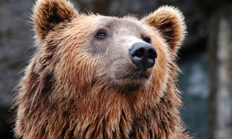 Niedźwiedź w&nbsp;Dolinie Kościeliskiej. Ostrzeżenie dla turystów