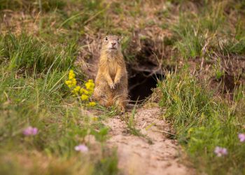 Zębiełki – najmniejsi z&nbsp;najmniejszych