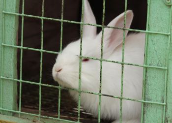 Dlaczego zwierzęta w&nbsp;święta nie&nbsp;świętują?