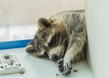 Pijany szop podejrzany o co najmniej trzy włamania