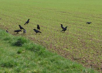Nowelizacja ustawy o ochronie przyrody. Szansa na rekompensaty za szkody wyrządzone przez ptaki?