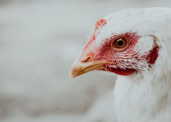 Powiatowy Inspektorat Weterynarii w&nbsp;Sanoku: czym się zajmuje i&nbsp;jak reaguje na&nbsp;choroby zakaźne zwierząt?