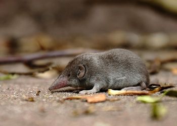 Mała, a jeszcze się kurczy na zimę