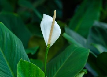 Skrzydłokwiat w okresie zimowym