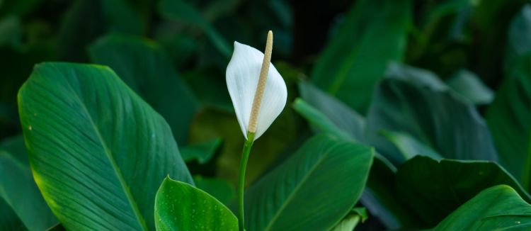 Skrzydłokwiat w okresie zimowym