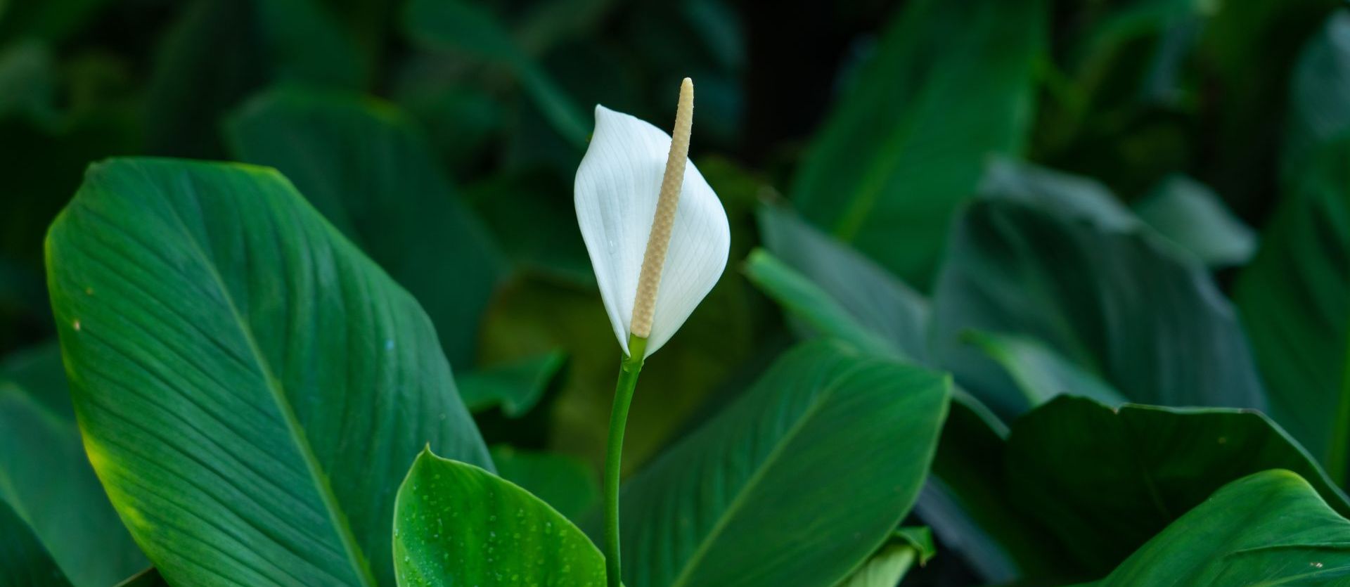 Skrzydłokwiat w okresie zimowym 8 - Polskie Radio Rzeszów Skrzydłokwiat w okresie zimowym