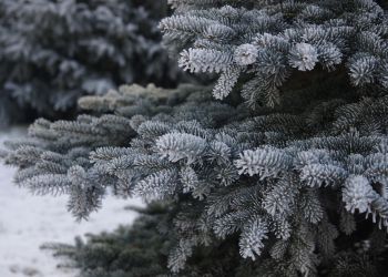 Co&nbsp;w&nbsp;lesie znajdziemy pod&nbsp;choinką?