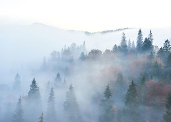 IMGW ostrzega przed&nbsp;gęstą mgłą na&nbsp;Podkarpaciu