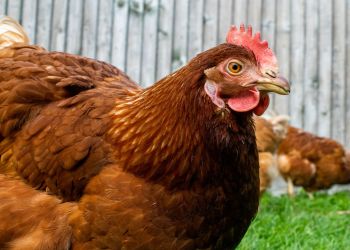 Rzekomy pomór drobiu w&nbsp;regionie. Potwierdzono 12 ognisk choroby