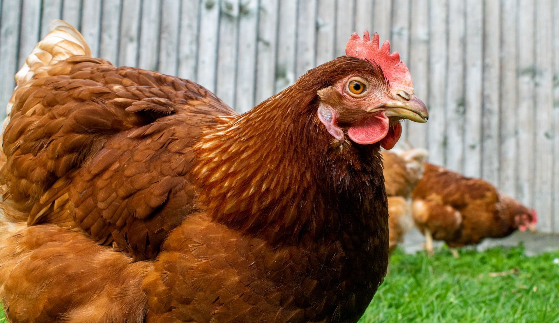 Rzekomy pomór drobiu w regionie. Potwierdzono 12 ognisk choroby 6 - Polskie Radio Rzeszów Rzekomy pomór drobiu w regionie. Potwierdzono 12 ognisk choroby