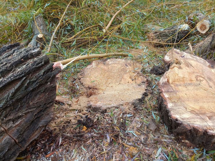 Wycinka wierzby w Tarnobrzegu budzi kontrowersje. Sprawą zajmuje się WIOŚ 1 - Polskie Radio Rzeszów Wycinka wierzby w Tarnobrzegu budzi kontrowersje. Sprawą zajmuje się WIOŚ