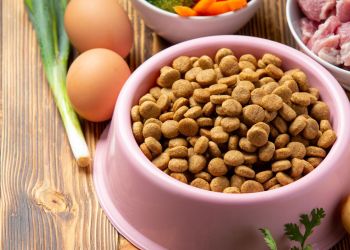 Nie&nbsp;dzielmy się świątecznym jedzeniem ze&nbsp;zwierzętami. Tradycyjne potrawy mogą być dla nich toksyczne