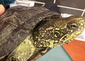 61-letnia Ukrainka próbowała przemycić żółwia błotnego