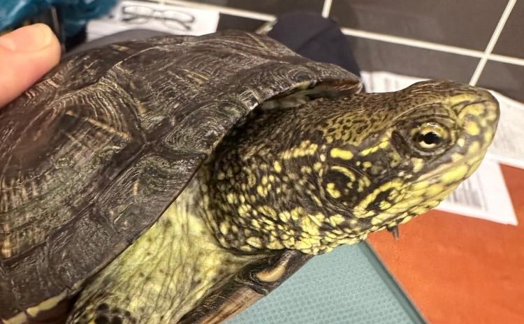 61-letnia Ukrainka próbowała przemycić żółwia błotnego