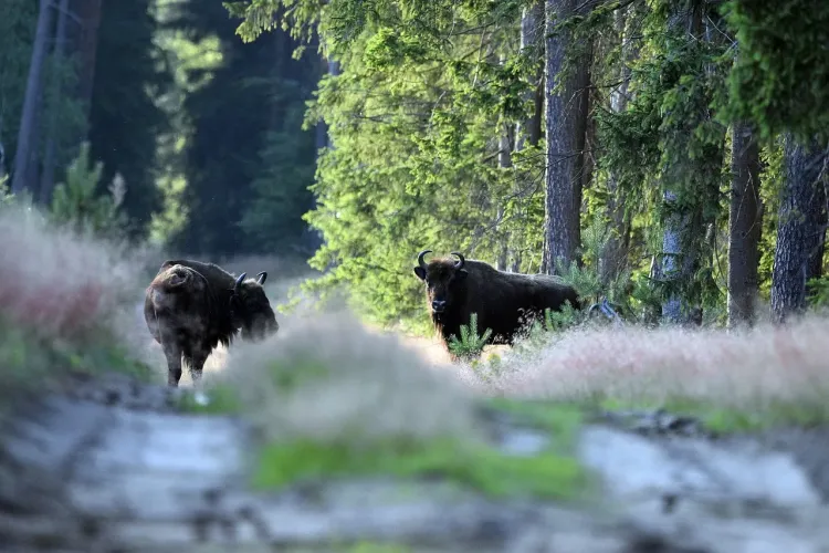 Osiem żubrów chorych na gruźlicę zostanie uśmierconych 1 - Polskie Radio Rzeszów Osiem żubrów chorych na gruźlicę zostanie uśmierconych