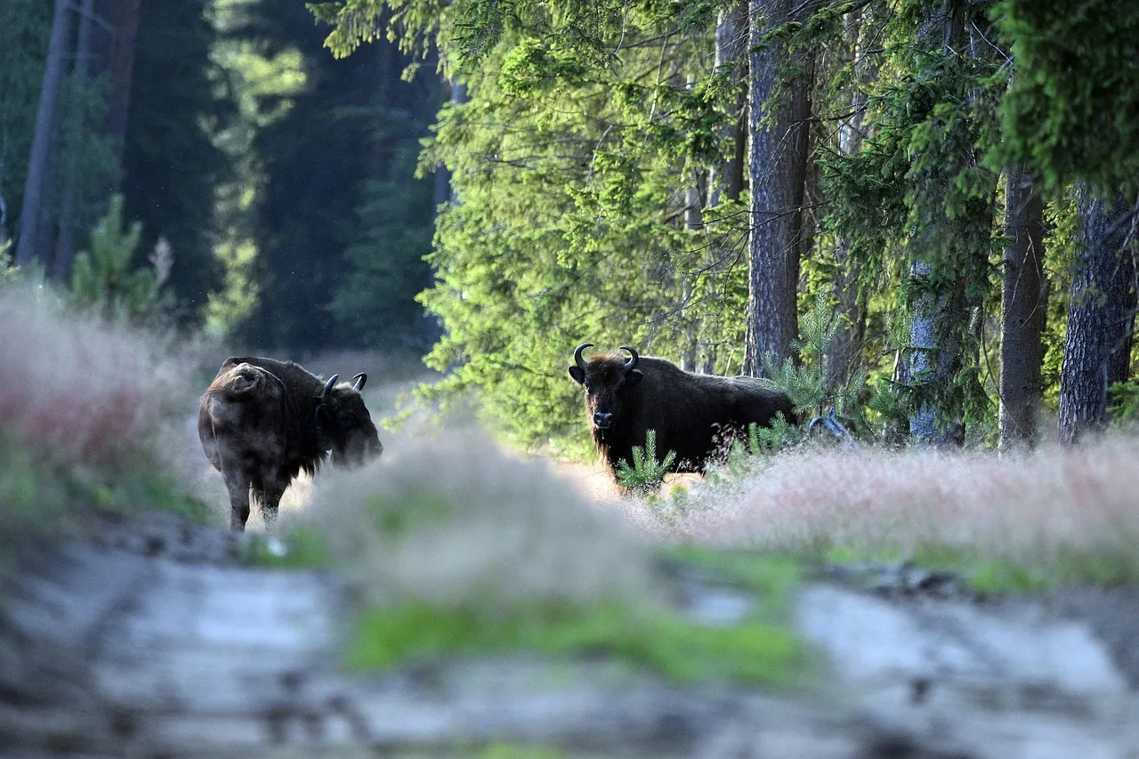 Osiem żubrów chorych na gruźlicę zostanie uśmierconych