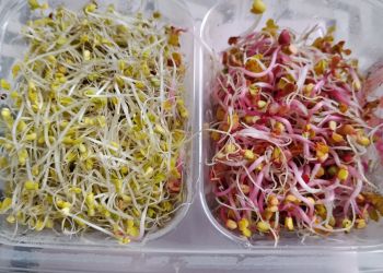 Jak uprawiać domowe kiełki?